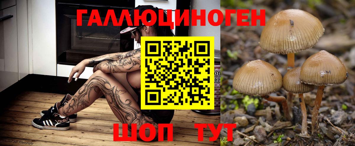 где продают наркотики  Псилоцибиновые грибы GOLDEN TEACHER  Вход с VPN  Нижний Новгород 